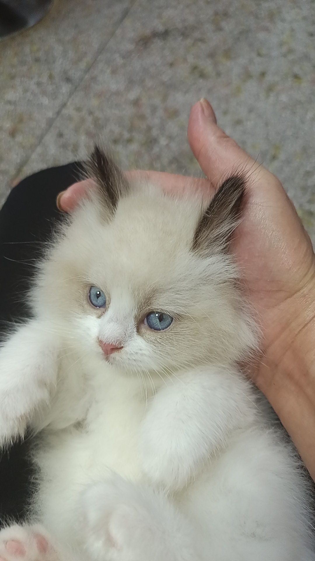 可以随便撸的布偶妹妹找主人，新脸版哦